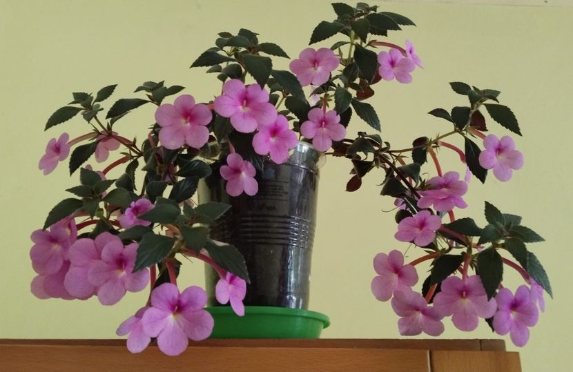  - 2024-Peach Blossom
