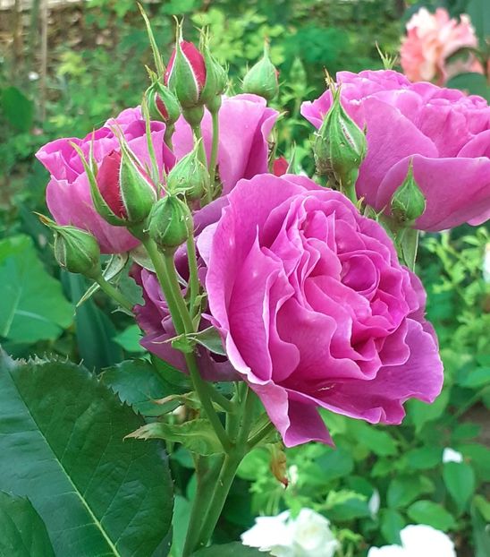  - Minerva 2021 - 2022