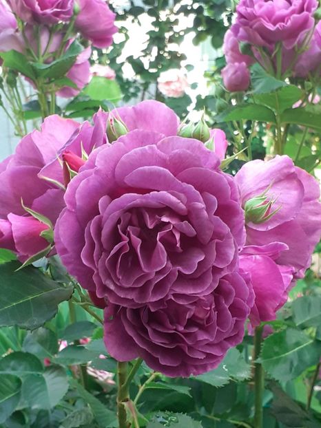  - Minerva 2021 - 2022