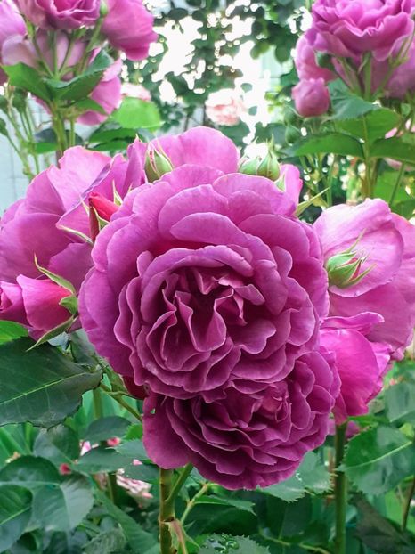 20230605_065310(0) - Minerva 2021 - 2022