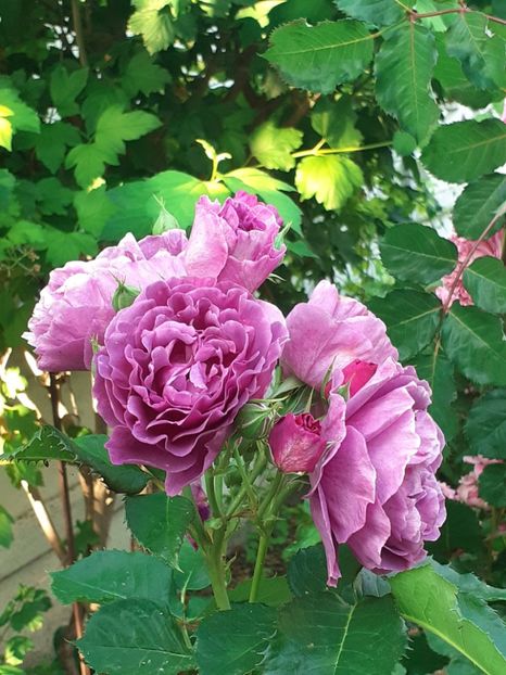  - Minerva 2021 - 2022