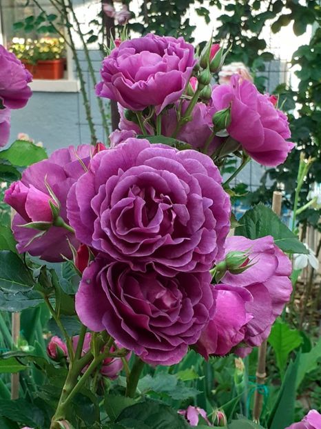  - Minerva 2021 - 2022