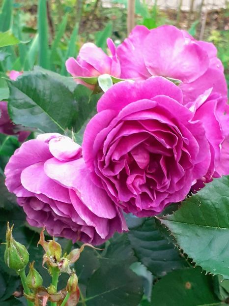  - Minerva 2021 - 2022