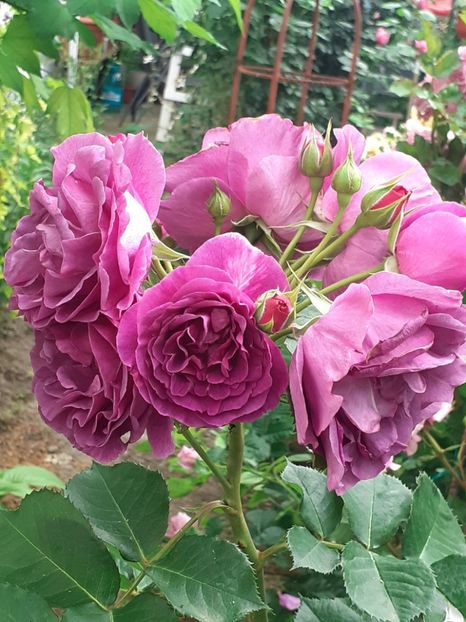  - Minerva 2021 - 2022