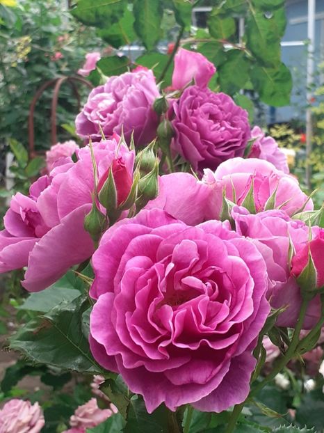  - Minerva 2021 - 2022