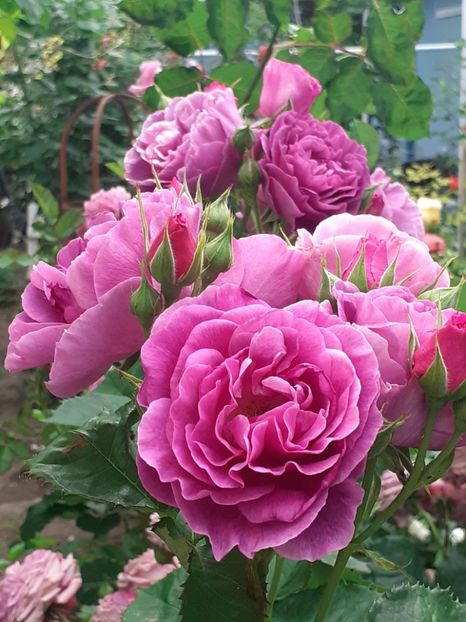  - Minerva 2021 - 2022