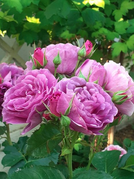  - Minerva 2021 - 2022