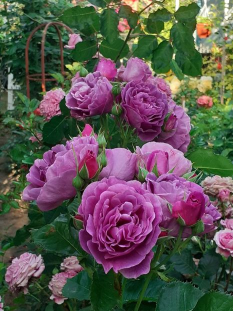  - Minerva 2021 - 2022