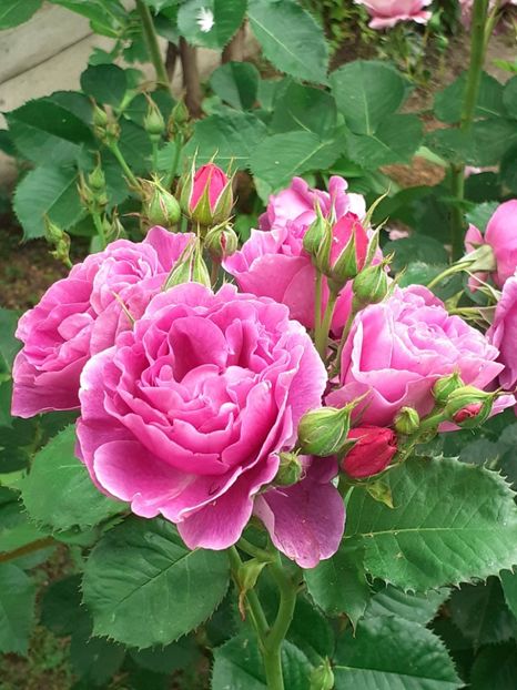  - Minerva 2021 - 2022