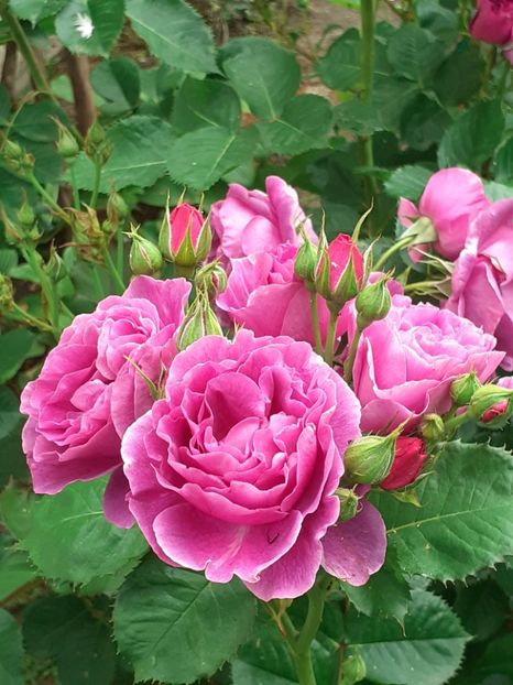  - Minerva 2021 - 2022