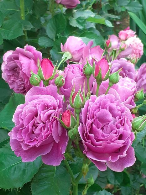  - Minerva 2021 - 2022