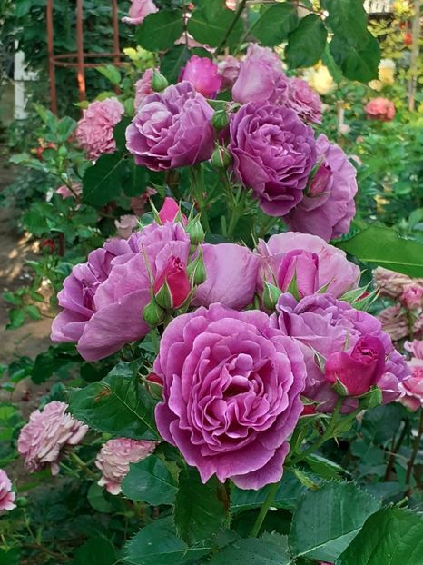  - Minerva 2021 - 2022