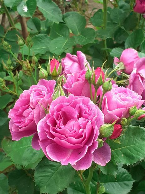  - Minerva 2021 - 2022