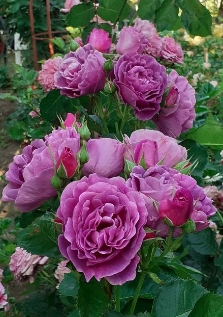  - Minerva 2021 - 2022