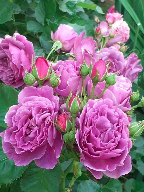  - Minerva 2021 - 2022