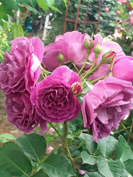  - Minerva 2021 - 2022