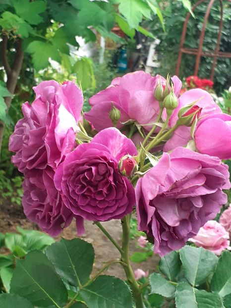  - Minerva 2021 - 2022