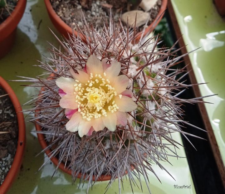  - Copiapoa coquimbana