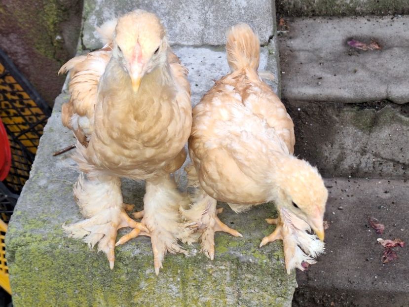  - Pui și tineret 2023