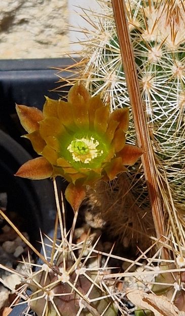 2023- - Echinocereus