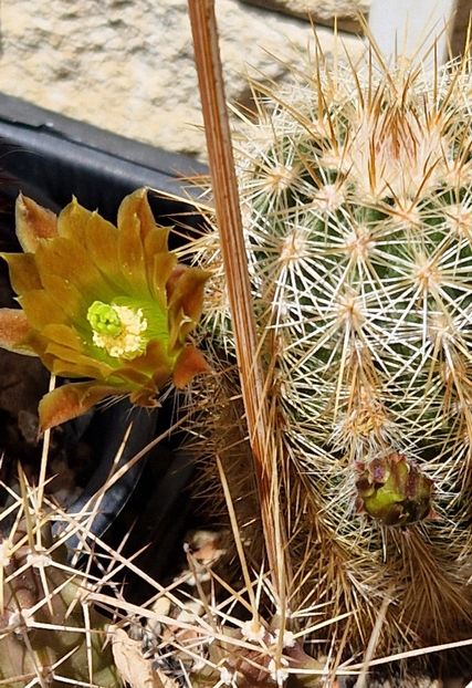  - Echinocereus