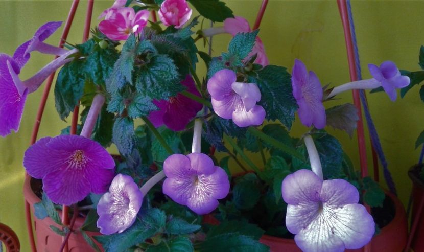 20230606_092357-1 - ACHIMENES 2023