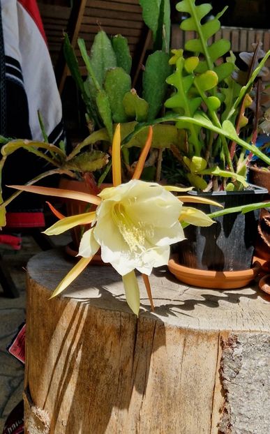 2023- - Epiphyllum