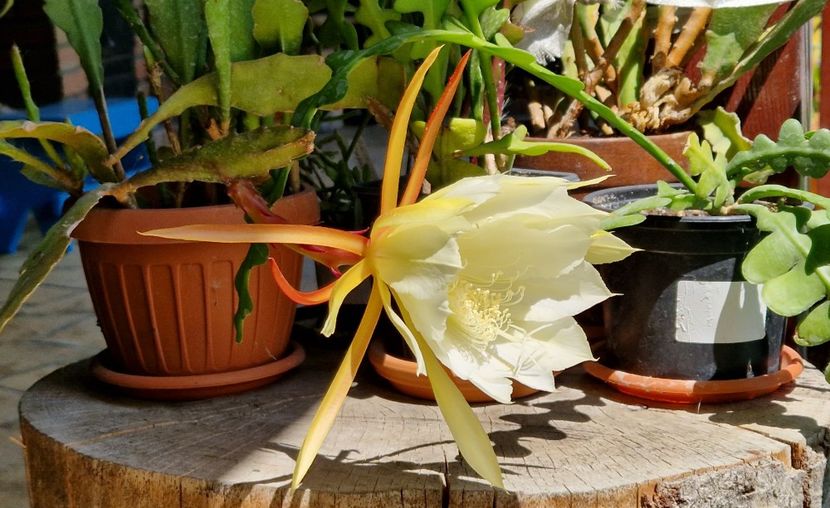  - Epiphyllum