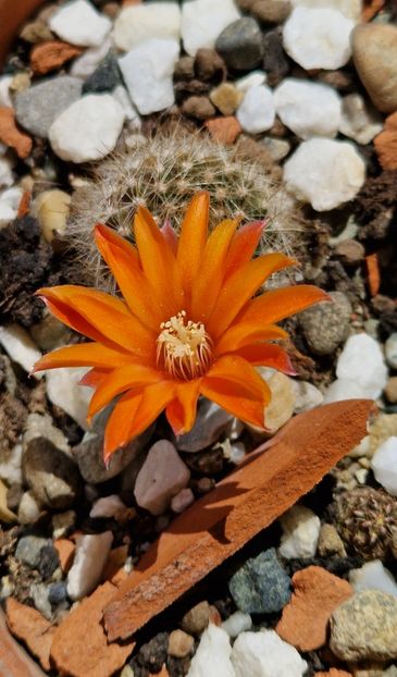 - Rebutia