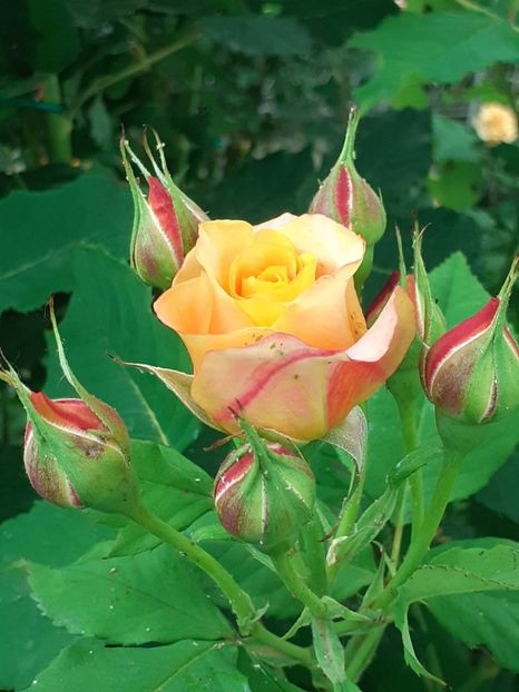  - La Villa Cotta 2023- 2024