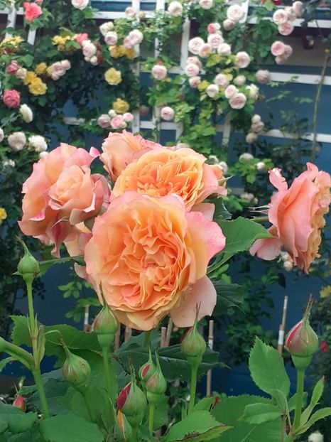  - La Villa Cotta 2023- 2024