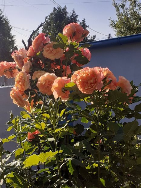  - La Villa Cotta 2023- 2024