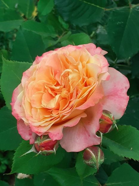  - La Villa Cotta 2023- 2024