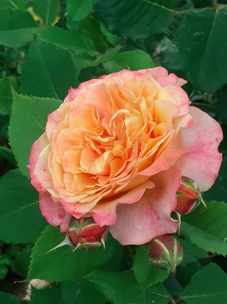  - La Villa Cotta 2023- 2024