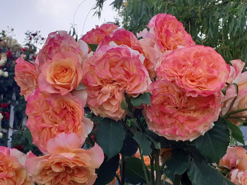  - La Villa Cotta 2023- 2024