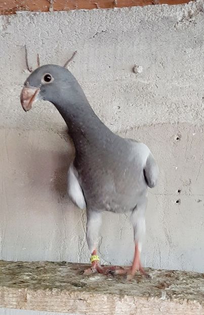  - Pui 2023