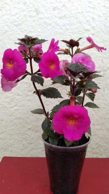  - 2024-BriD s Pink Lily