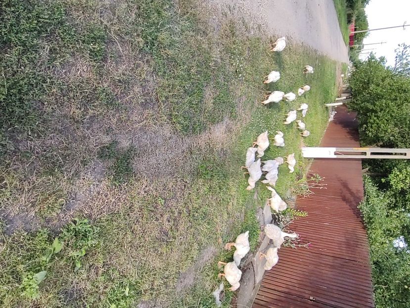  - Boboci de gâscă 2023