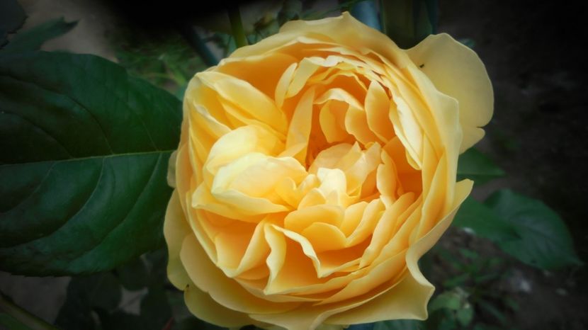  - Splendori in gradina