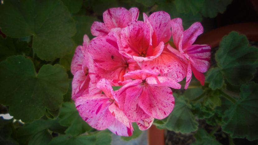  - Splendori in gradina