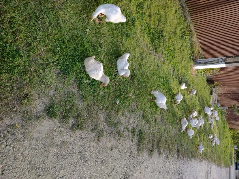  - Boboci de gâscă 2023