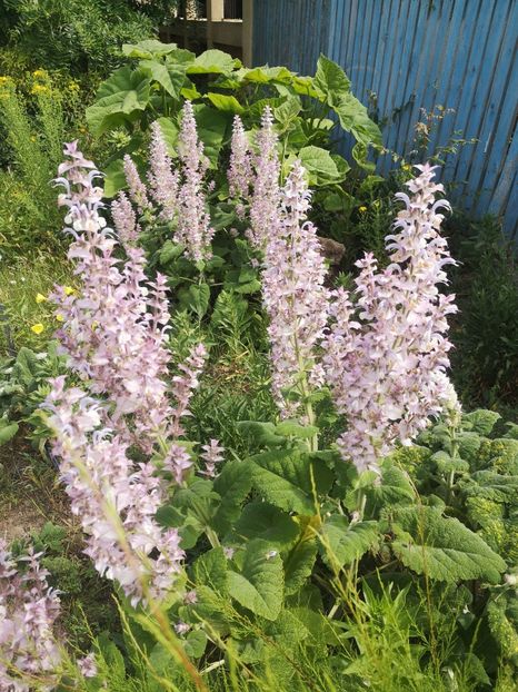  - Gradina flori