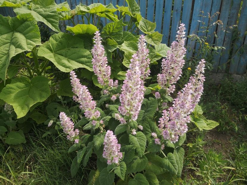  - Gradina flori