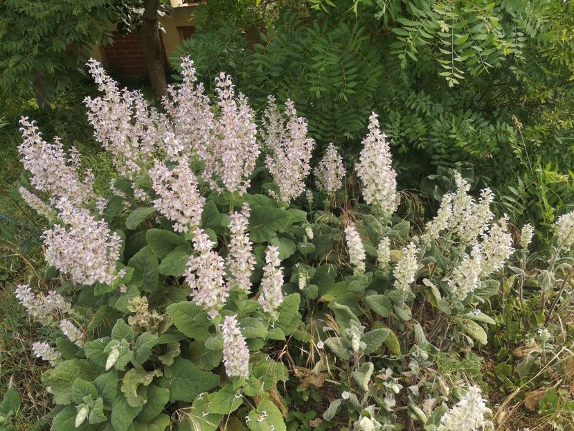  - Gradina flori