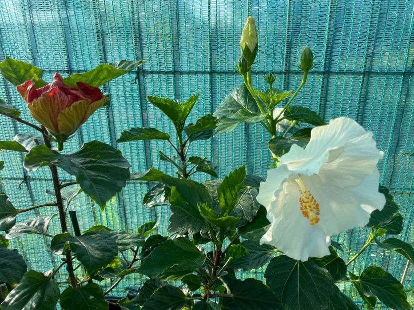 0752BA7C-75CC-4BF1-9EEE-5913A7FB3C1B - 001 - Hibiscusi