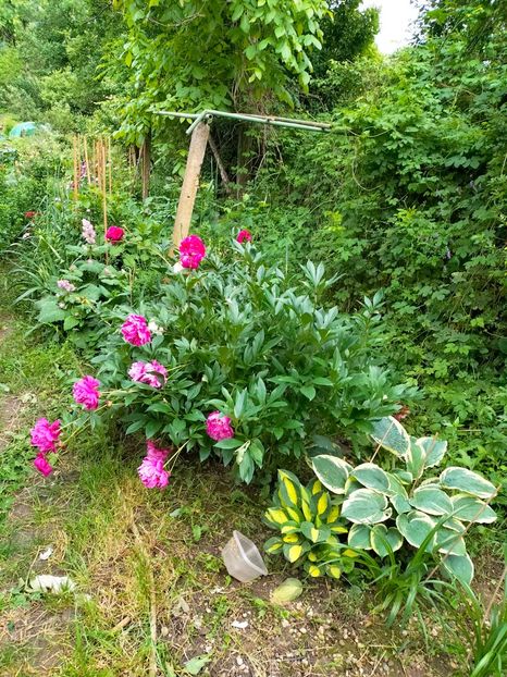IMG20230606200713 - Iunie 2023