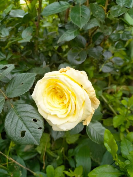 IMG20230606200553 - Iunie 2023