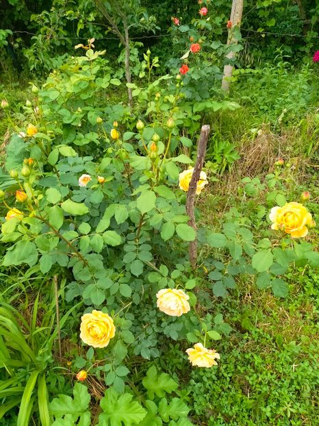 IMG20230606191721 - Iunie 2023