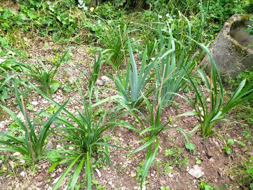 IMG20230606195041 - Anul 2023 vol 2