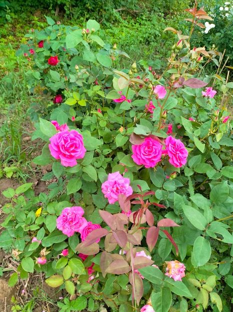 IMG20230606192818 - Anul 2023 vol 2